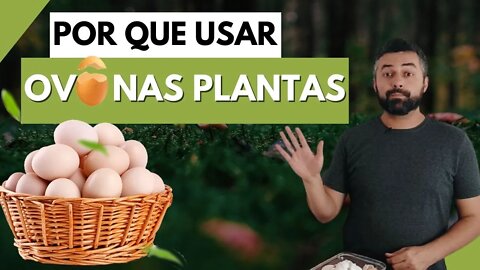 Casca de ovo nas plantas faz mal? Fiz o teste