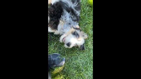 bernie doodle puppy in grass likes pets