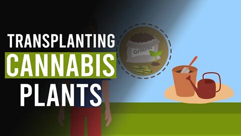 When & Why to Transplant your Cannabis Plant!