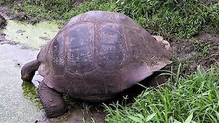 Giant Galapagos Tortoise gulps water at his favorite drinking hole