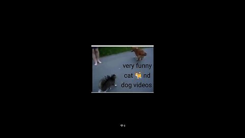 Angry Cats VS Dogs Funny Compilation