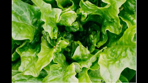 Garden Update and How to Harvesting Loose Leaf Lettuce So It Regrows #Lettuce #Gardening