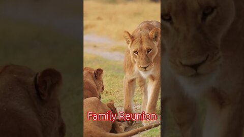 A Lion Family's Emotional Reunion: Pride and Joy