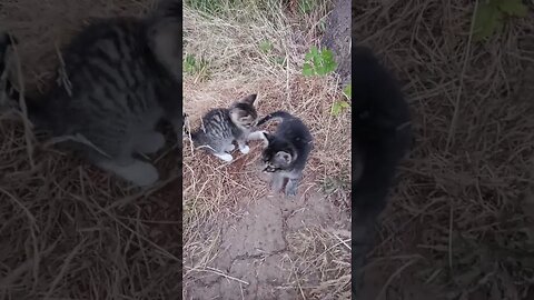 Kittens Observing a Big Dog Panting