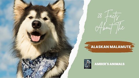 28 Facts About The Alaskan Malamute