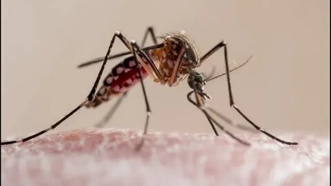 U.S. Company to Release 2.4 Billion Robotic Mosquitoes