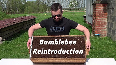 Bumblebee Reintroduction - Save Bumblebees with the Polish Bumblebee
