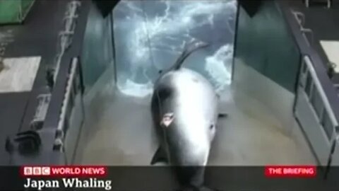 Japan Resumes Whaling For Food!