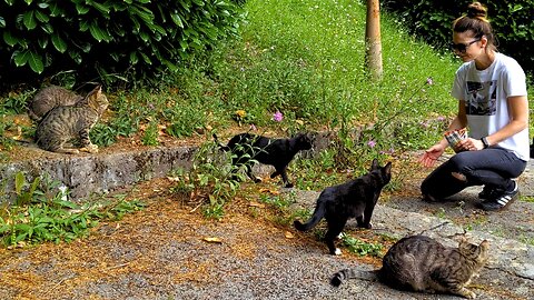 Come On In, Pussycat Lovers - Feeding Stray Cats
