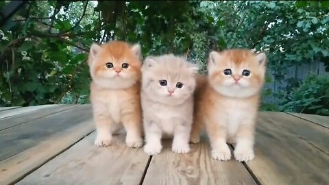 Three little teddy kittens | Cutest baby british kittens