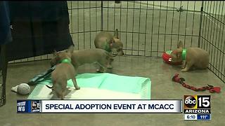 Free adoptions this weekend at county animal special