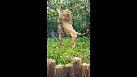 Zoo lion