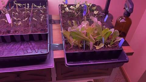 Seedlings Update March 22, 2023