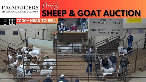12/13/2023 - Producers Livestock Auction Company Sheep & Goat Auction