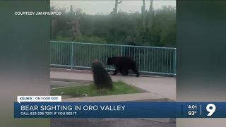 Bear spotted in residential areas of Oro Valley