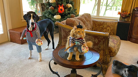 Funny Artist Great Danes & Cat Chill Out With The Halloween Scooby Bush