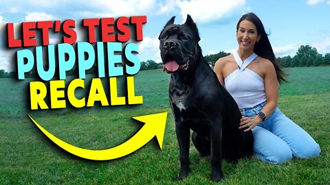 Let's Test Puppies Recall - Cane Corso puppy