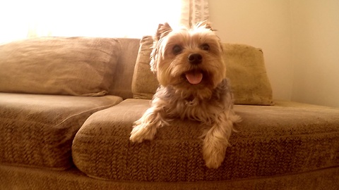 Dog Sees Owner After 6 Months (Yorkie goes crazy)