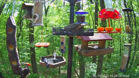 Scarlet tanager makes a second appearance with a pileated woodpecker! 5-19-2021