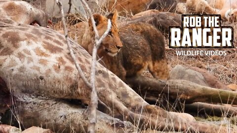 Lions Around A Giraffe Meal | Kruger National Park