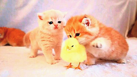 Kittens walk with a tiny chicken funny