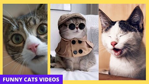 Short funny cat online video