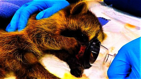 Rescued raccoon recovering from surgery captures veterinary staff's hearts