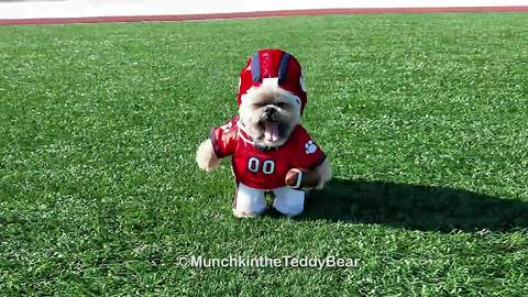 Munchkin the Teddy Bear plays football