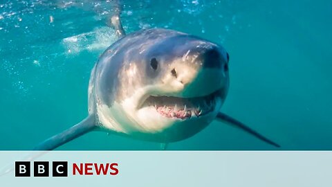 South Africa's shark spotters back in action as great whites return | BBC News