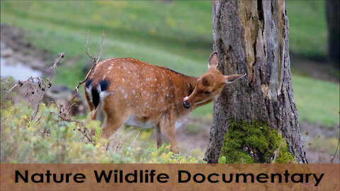 Nature Wildlife Documentary 2021