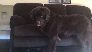 Giant Newfoundland puppy throws temper tantrum