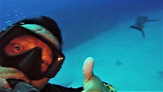 Scuba diver surprised by appearance of shark as he comes over the coral reef