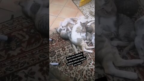 Tiktok Funny Kittens Fight 😂 - Cutest Kitten Short Video