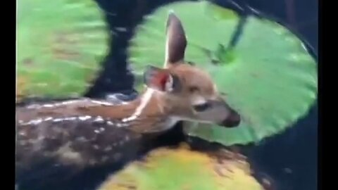 Am I the only person that never thought about deer fawn swimming??