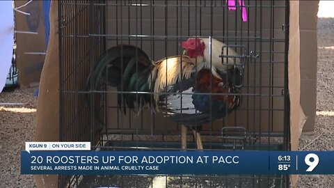 Cockfighting animal cruelty case brings 20 roosters to PACC