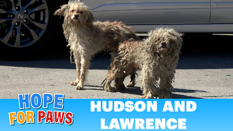Two homeless dogs, one of them missing HALF of his leg!