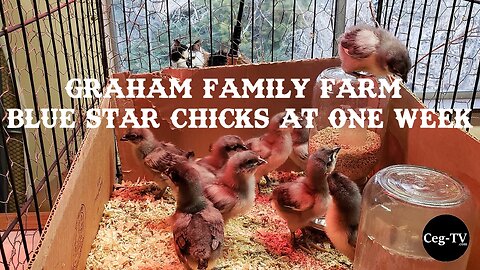 Graham Family Farm: Blue Star Chicks at 1 Week