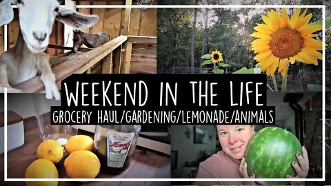 Weekend In The Life//DITL//Grocery Haul//Gardening