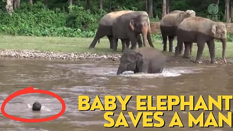Baby elephant rushes to save drowning man