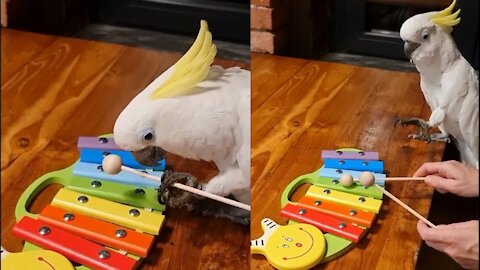 Obviously, my parrot is already trying very hard to learn...