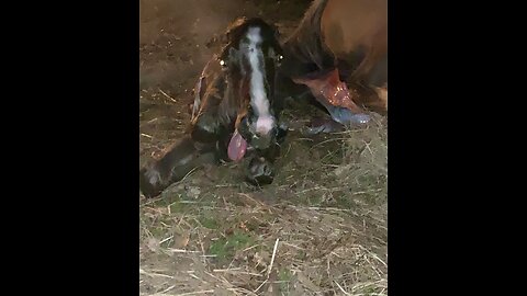 20 year old mare gives birth to colt with his tongue stuck out.