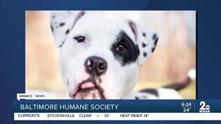 Goose the dog is up for adoption at the Baltimore Humane Society
