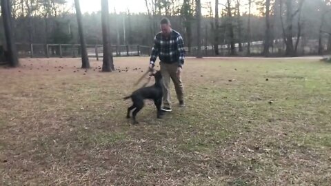 Scratch x Onyx male pup at 5 months