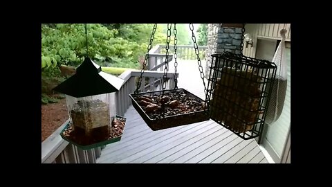 Live Bird Feeder in Ashville North Carolina. Up in the mountains