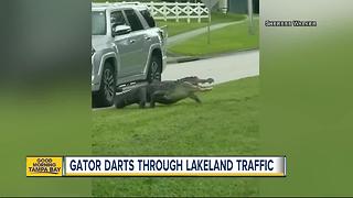 VIDEO: Gator interrupts traffic in Lakeland