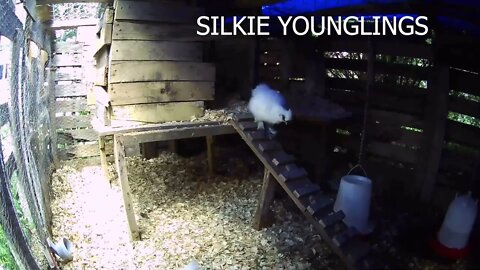 Silkie youngling using stairs