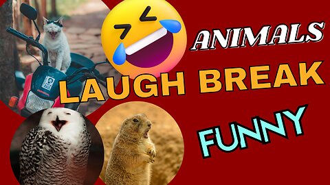 "Laugh Break: Hilarious Funny Animal Antics to Brighten Your Day!"