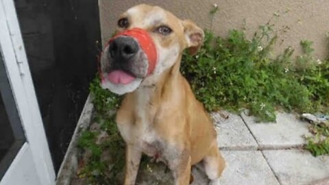 With his mouth taped shut and covered in blood, he wandered the streets