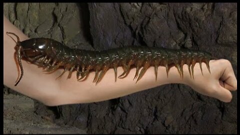 Inilah Kelabang Terbesar Dunia Yang Hidup Di Amazon - Amazonian Giant Centipede