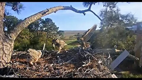 Dad & Mom Arrive At Nest Together-Cam One 🦉 3/21/22 18:08